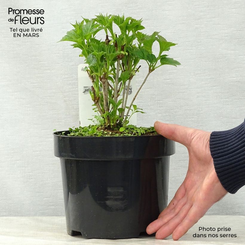 Viburnum trilobum Bailey Compact Vaso da 3L/4L esemplare consegnato in primavera