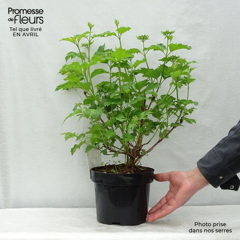 Example of Viburnum trilobum Wentworth Vaso da 3L/4L as you get in printemps