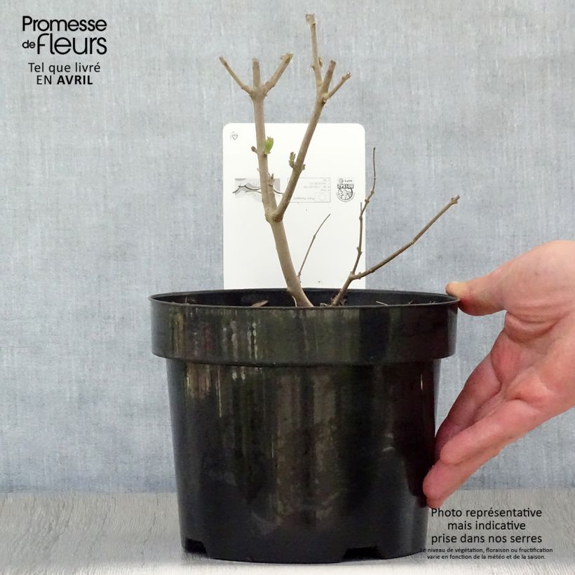 Vitex agnus-castus Albus - Agnocasto Vaso da 3L/4L esemplare consegnato in primavera