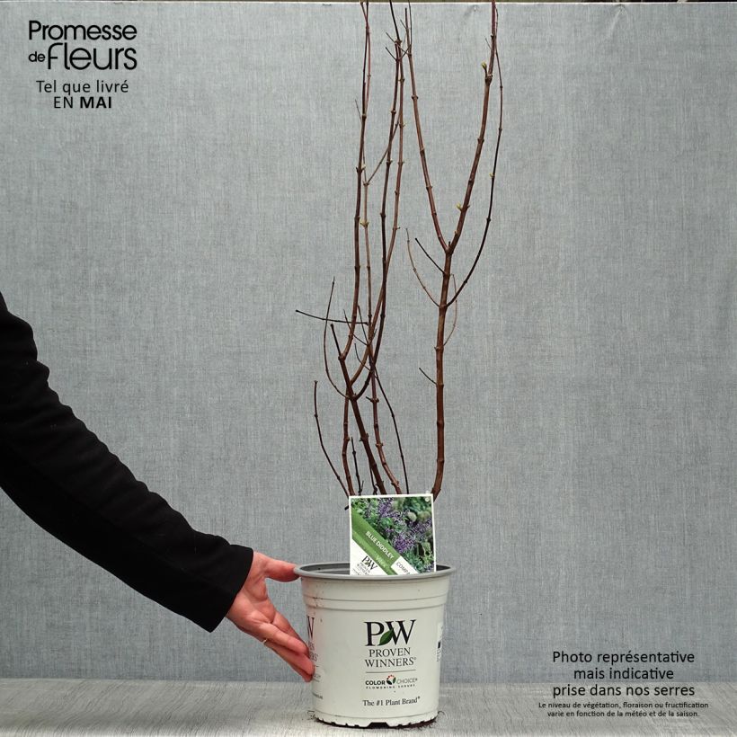 Vitex agnus-castus Blue Didley - Agnocasto Vaso da 3L/4L esemplare consegnato in primavera