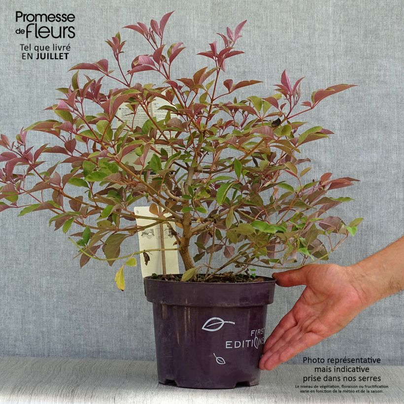 Esemplare di Vitex agnus-castus Flip Side - Agnocasto Vaso da 3L/4L consegnato in estate
