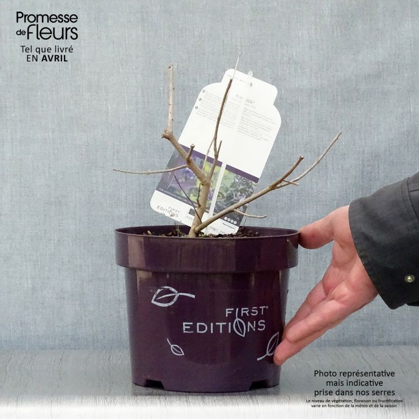 Vitex agnus-castus Flip Side - Agnocasto Vaso da 3L/4L esemplare consegnato in primavera