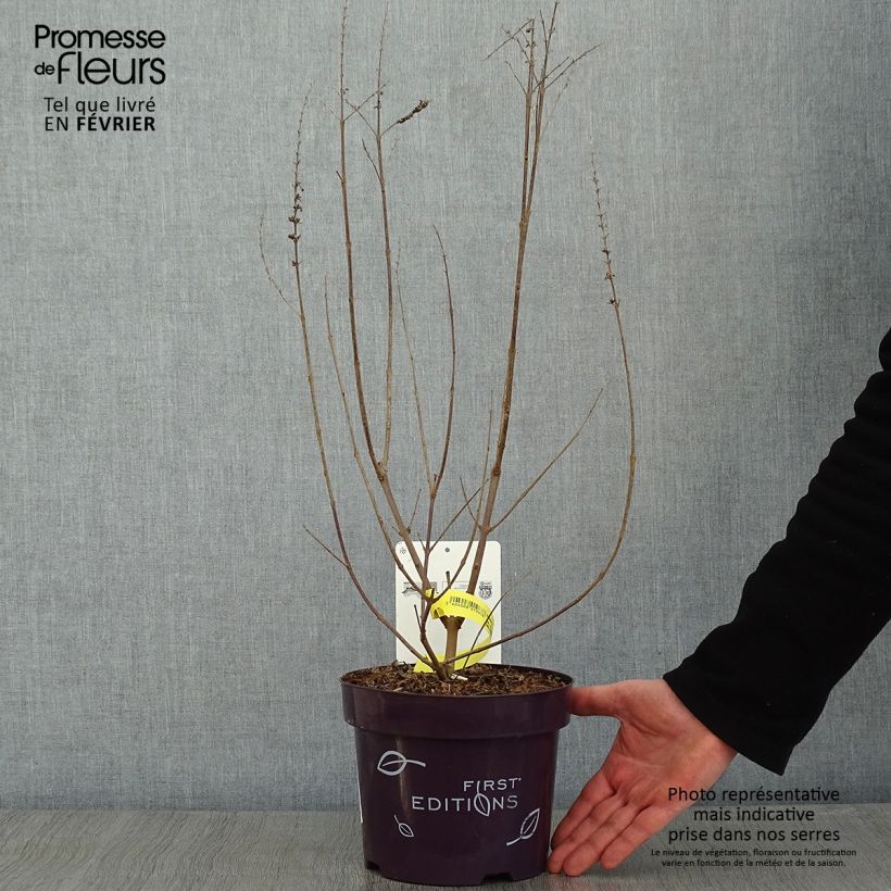 Vitex agnus-castus Galactic Pink - Gattilier Pot de 3L/4L esemplare consegnato in inverno