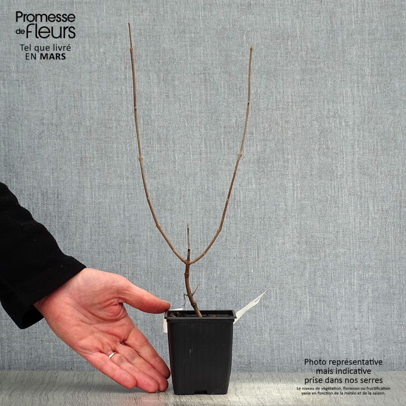 Vitex agnus-castus Latifolia - Agnocasto Vasetto da 8/9 cm esemplare consegnato in primavera