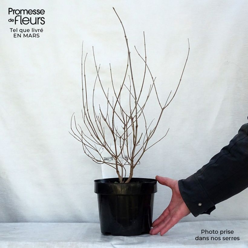 Example of Vitex agnus-castus Pink Pinnacle - Agnocasto Vaso da 3L/4L as you get in printemps