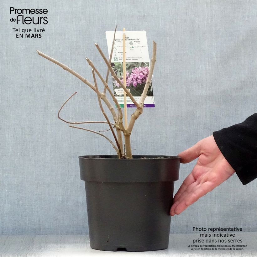 Vitex agnus-castus Santamaria - Agnocasto Vaso da 3L/4L esemplare consegnato in primavera