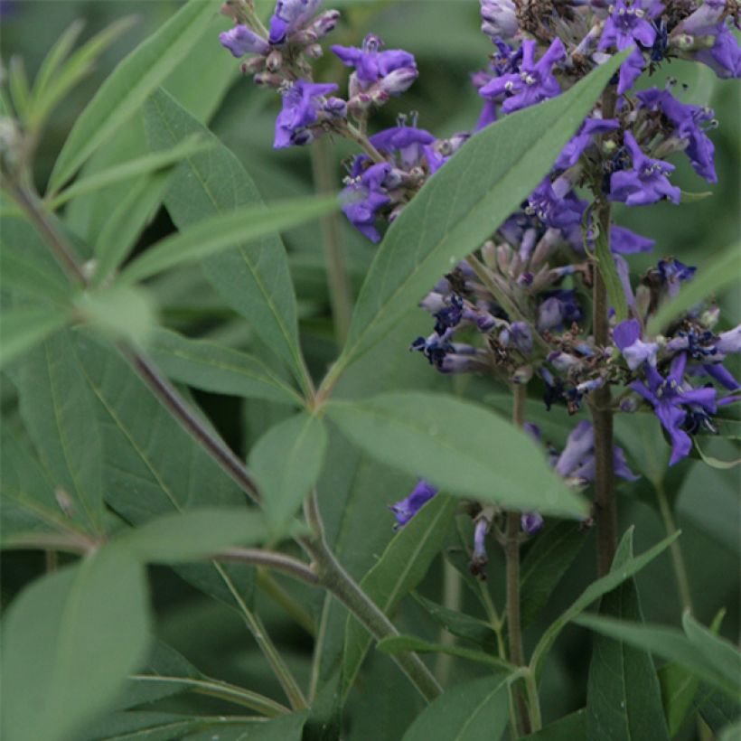 Vitex agnus-castus Delta Blues - Agnocasto (Fogliame)