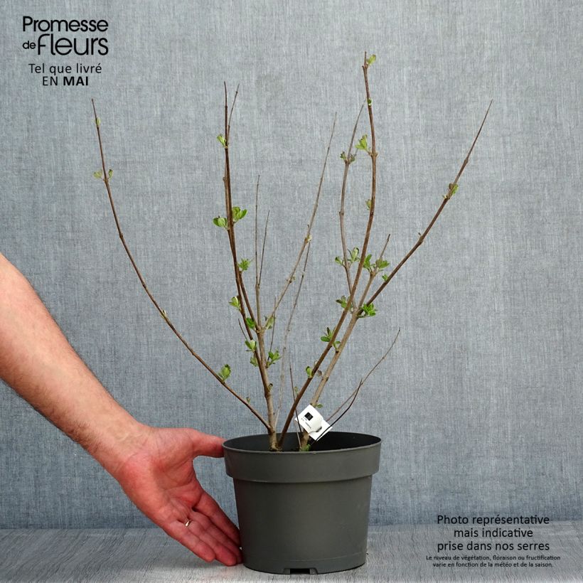 Vitex agnus-castus Chicagoland Blues - Agnocasto Vaso da 3L/4L esemplare consegnato in primavera