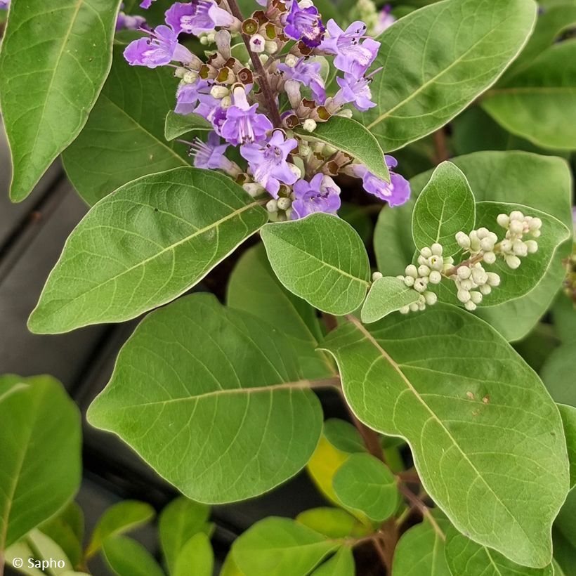 Vitex agnus-castus Chicagoland Blues - Agnocasto (Fogliame)
