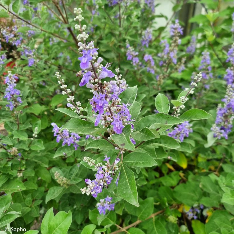 Vitex agnus-castus Chicagoland Blues - Agnocasto (Fioritura)