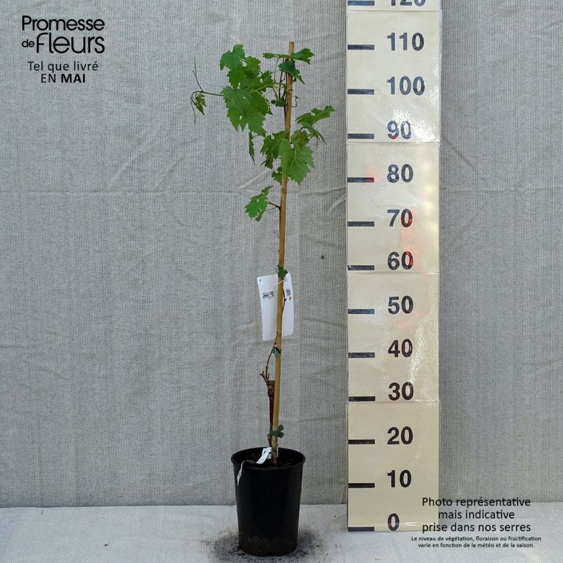 Example of Vite Cabernet Sauvignon Vaso da 1L/1,5L as you get in printemps