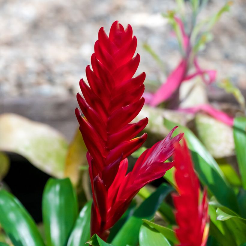 Vriesea Christiane (Fioritura)