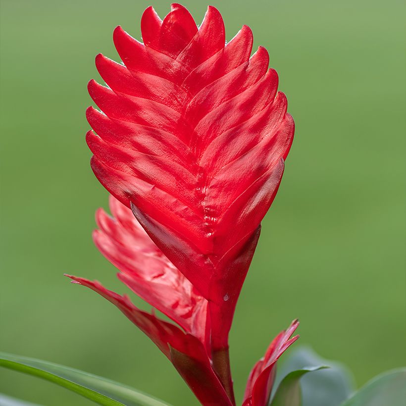 Vriesea Kallisto (Fioritura)