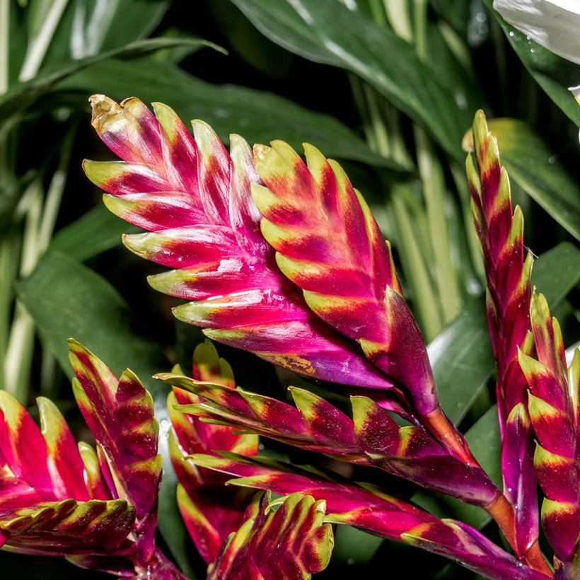 Vriesea Vogue (Fioritura)