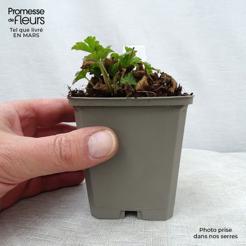 Waldsteinia geoides Vasetto da 8/9 cm esemplare consegnato in primavera