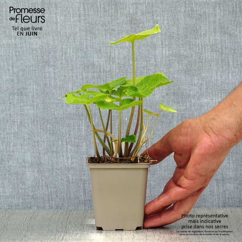 Esemplare di Wasabi japonica Vasetto da 8/9 cm consegnato in estate