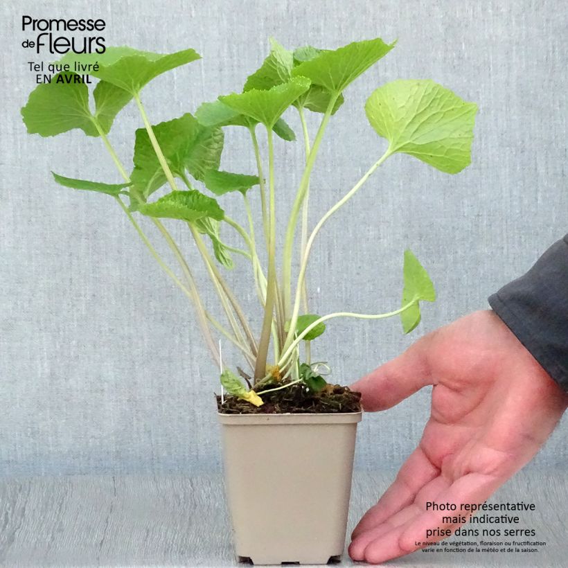 Wasabi japonica Vasetto da 8/9 cm esemplare consegnato in primavera