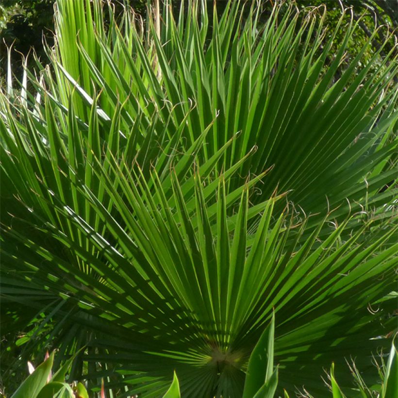 Washingtonia robusta - Palma messicana (Foliage)