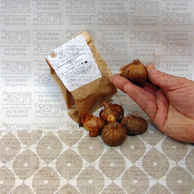 Esempio di esemplare Watsonia pyramidata Peach Glow Bulbo taglia 12+ come consegnato