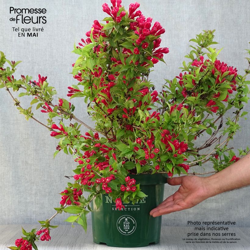 Weigelia All Summer Red Vaso da 7,5L/10L esemplare consegnato in primavera
