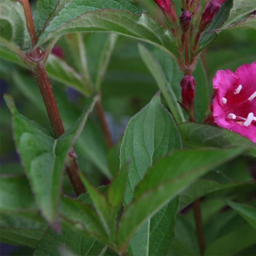 Weigelia Bristol Ruby (Foliage)