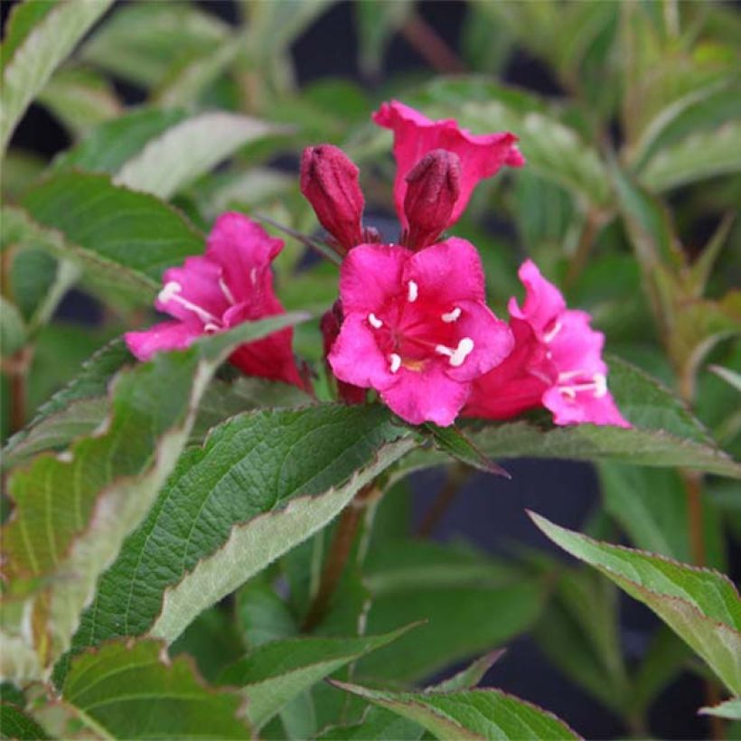 Weigelia Bristol Ruby (Flowering)