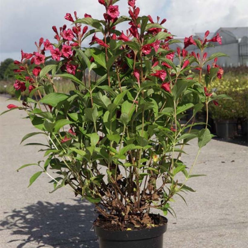 Weigelia Bristol Ruby (Plant habit)