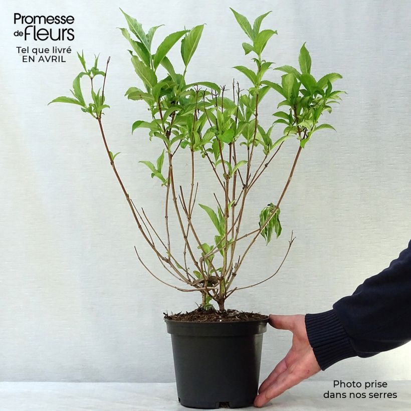 Example of Weigelia Candida Vaso da 3L/4L as you get in printemps