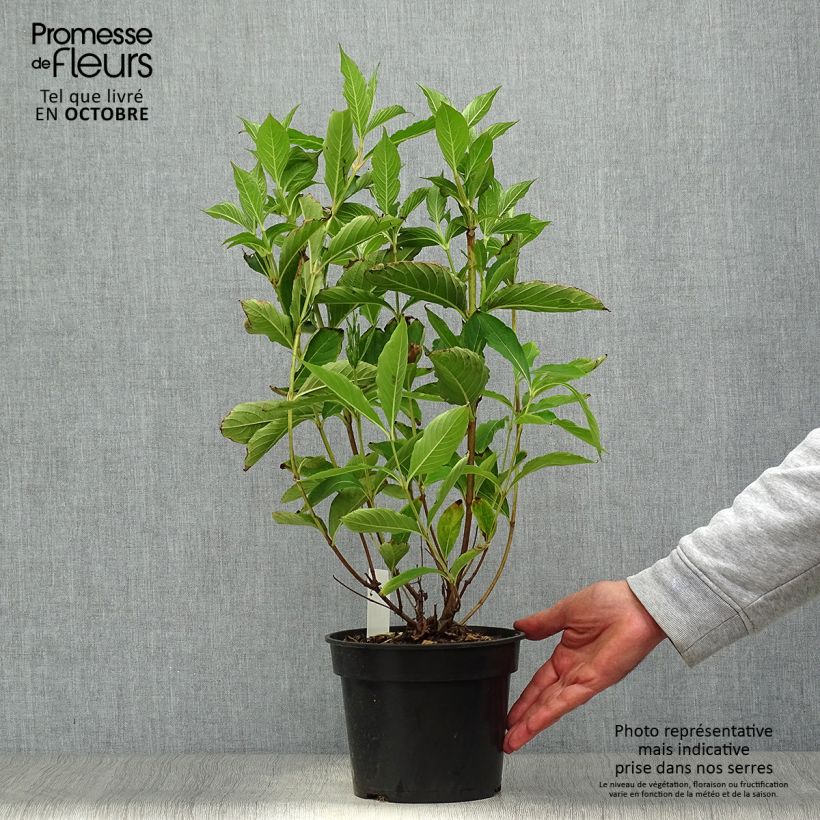 Esemplare di Weigelia Candida Vaso da 3L/4L come consegnato in autunno