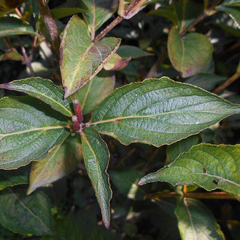 Weigelia Eva Rathke (Foliage)