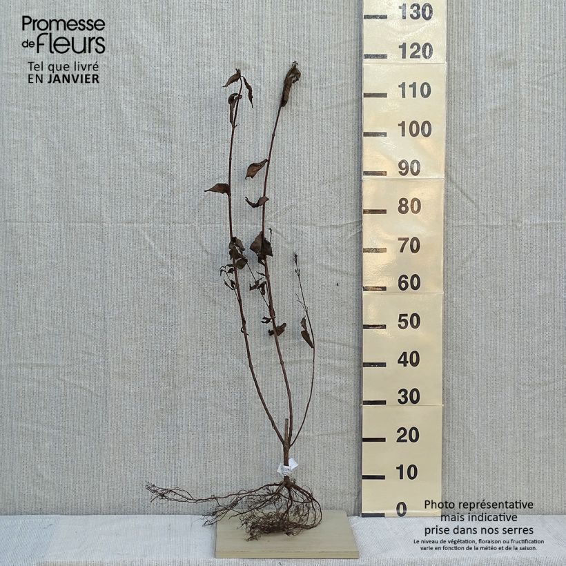 Example of Weigelia Bristol Ruby Piante piccole a radice nuda as you get in hiver