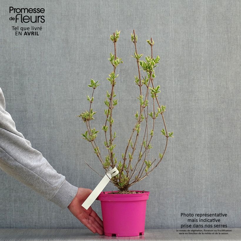 Weigelia Kosteriana Variegata Vaso da 2L/3L esemplare consegnato in primavera