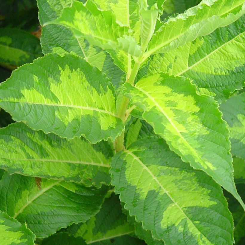 Weigelia Milk and Honey (Foliage)