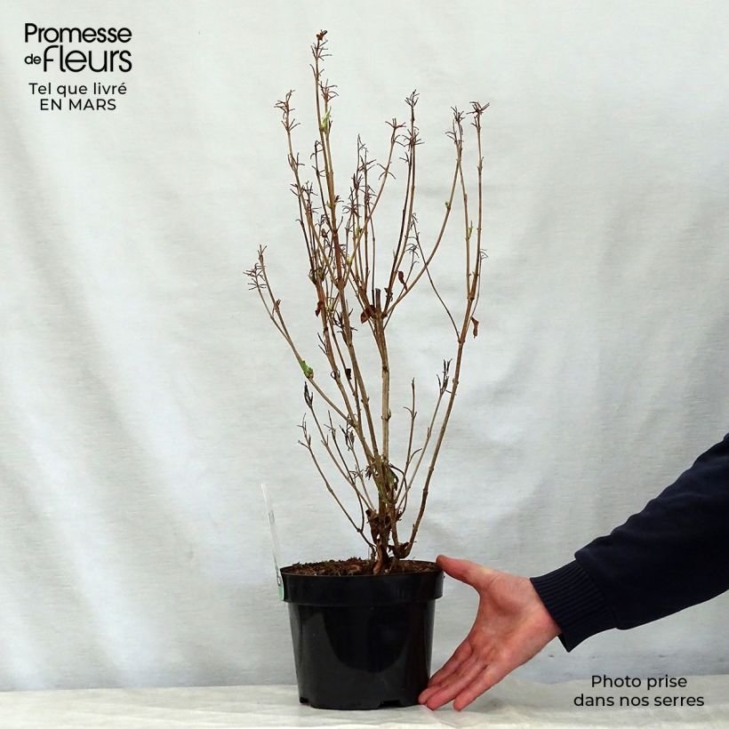 Example of Weigelia Milk and Honey Vaso da 2L/3L as you get in printemps