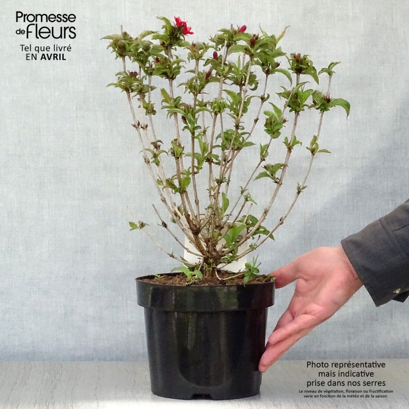 Example of Weigelia Nain rouge Vaso da 3L/4L as you get in printemps
