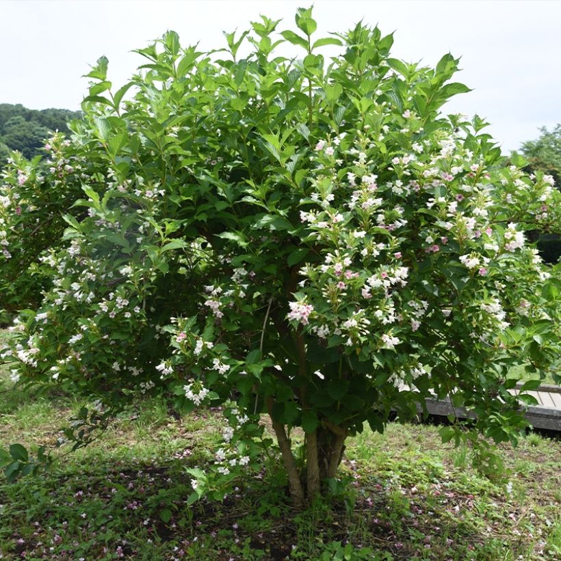 Weigelia Snowflake (Plant habit)