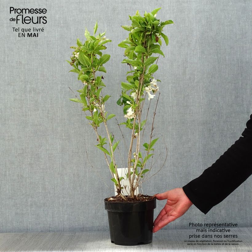 Example of Weigelia Snowflake Vaso da 3L/4L as you get in printemps