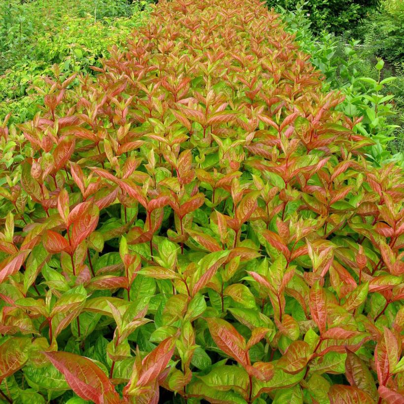 Weigelia Wings of Fire (Foliage)