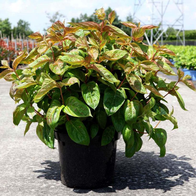 Weigelia Wings of Fire (Plant habit)