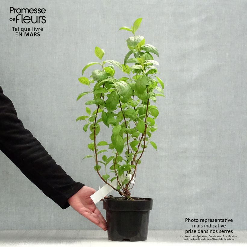 Example of Weigelia Wings of Fire Vaso da 3L/4L as you get in printemps