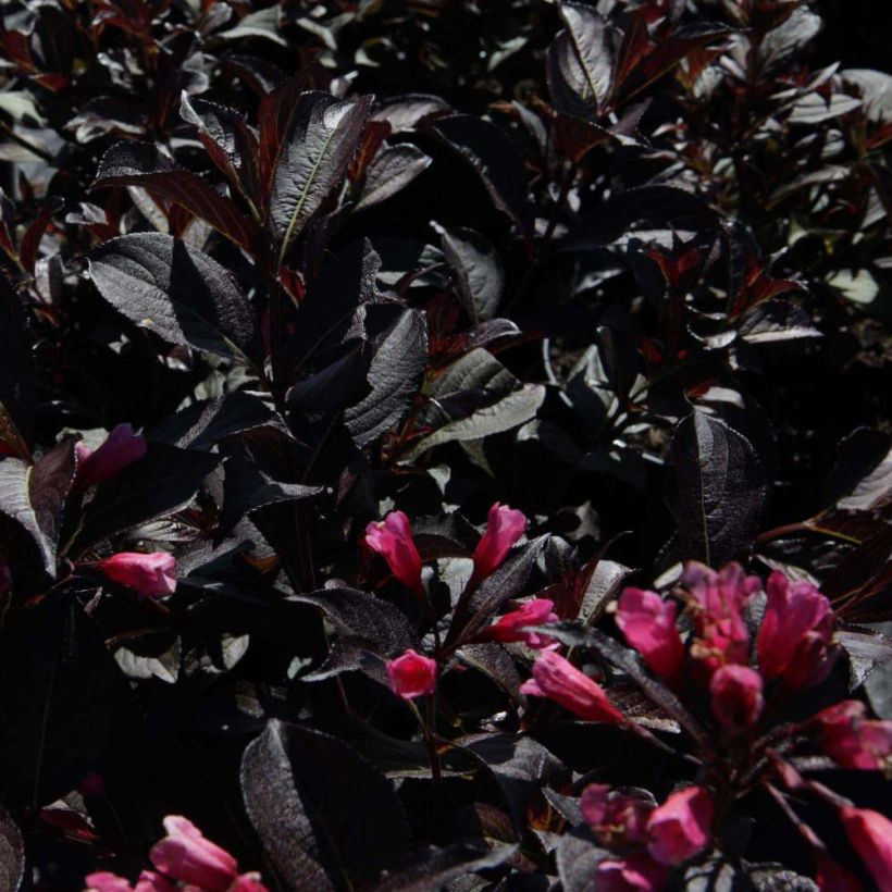 Weigelia Alexandra (Foliage)