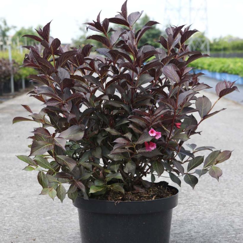 Weigelia Alexandra (Plant habit)