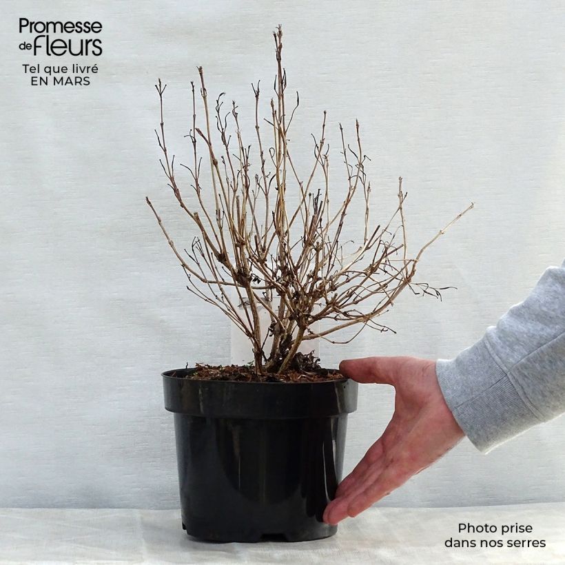Example of Weigelia Alexandra Vaso da 2L/3L as you get in printemps