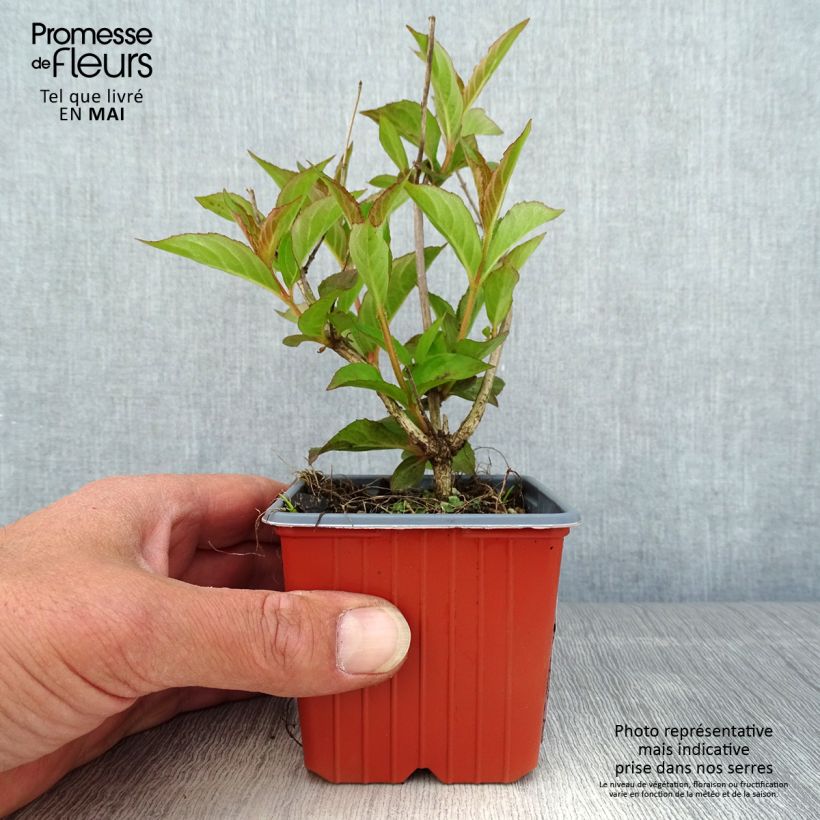 Example of Weigelia Bristol Ruby Vasetto da 8/9 cm as you get in printemps