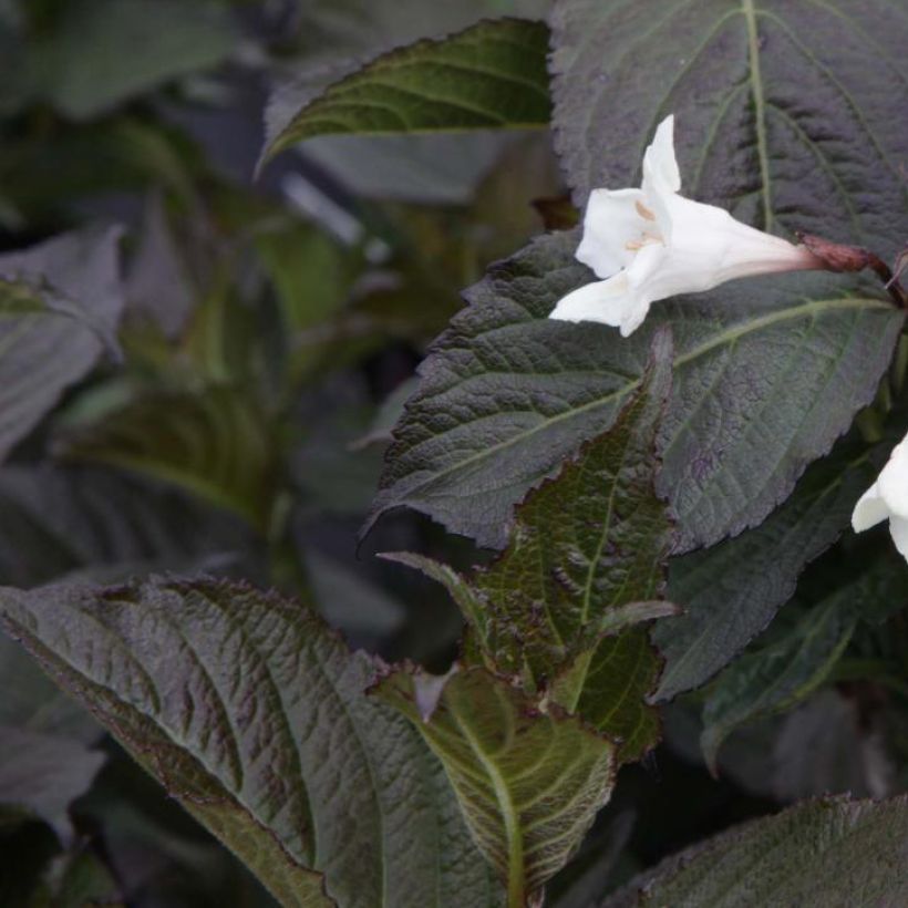 Weigelia Ebony and Ivory (Foliage)
