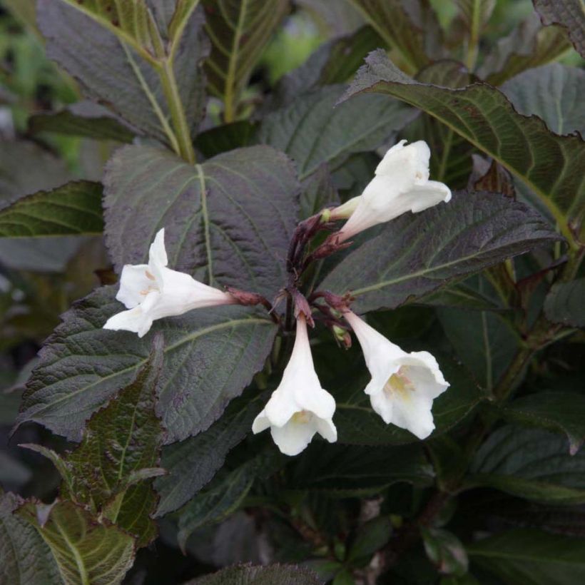 Weigelia Ebony and Ivory (Flowering)