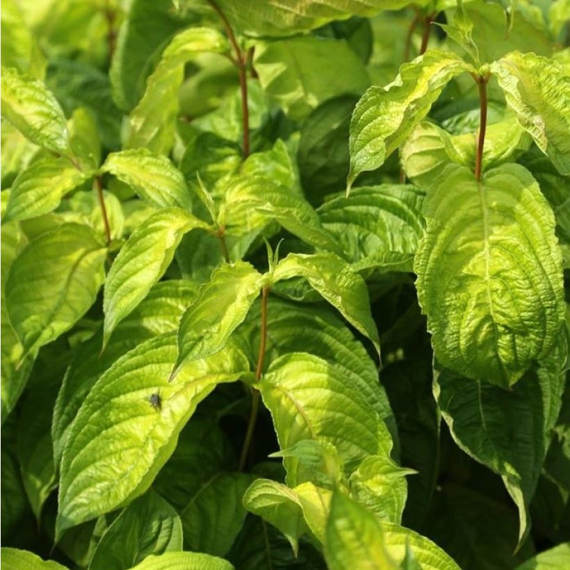Weigelia Lime Monster (Foliage)