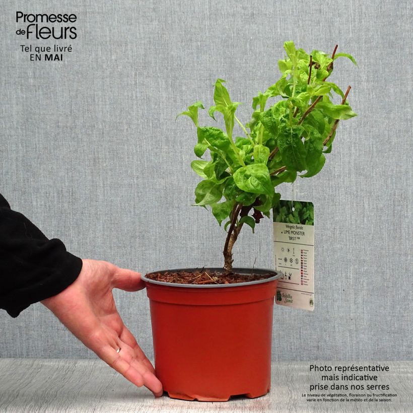 Example of Weigelia Lime Monster Vaso da 3L/4L as you get in printemps