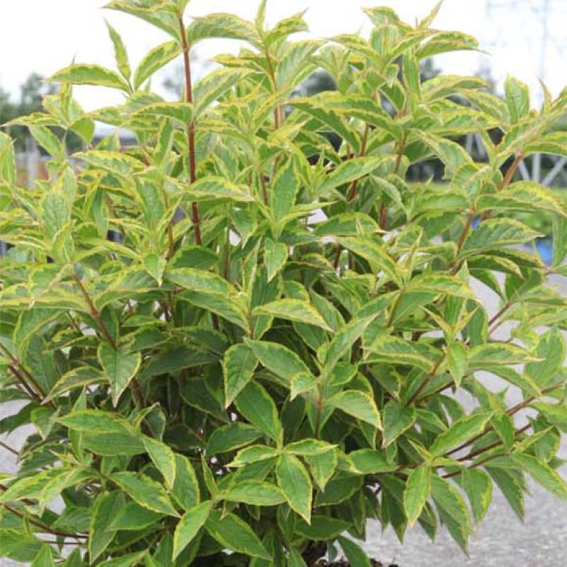 Weigelia Brigela (Fogliame)