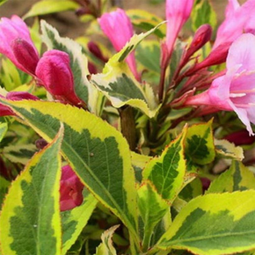 Weigelia Magical Rainbow (Foliage)